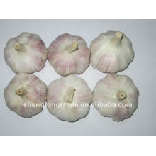 new crop chinese red garlic of top quality